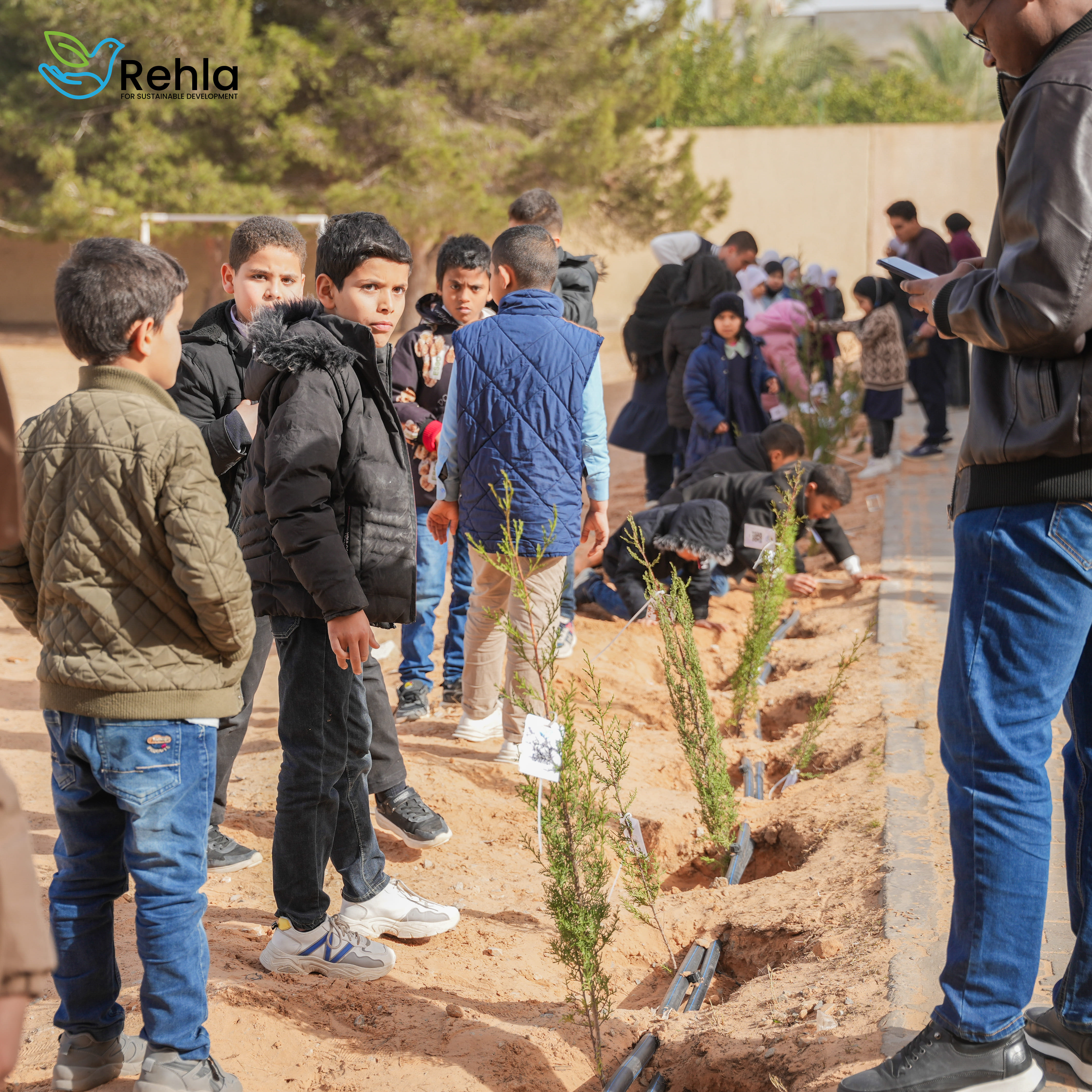 Tree seedlings distribution